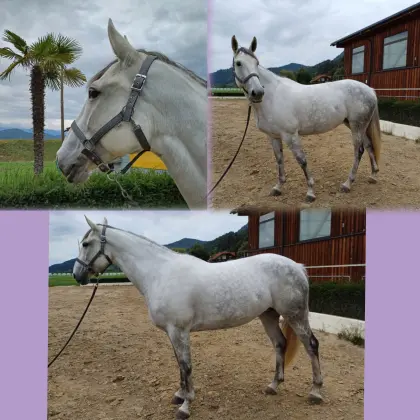 Warmblutstute Freizeit und Dressur
