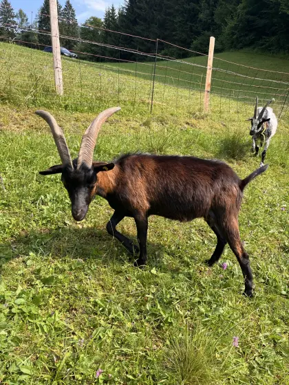 Aosta-Ziege