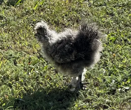 Seidenhuhn-Mix Küken