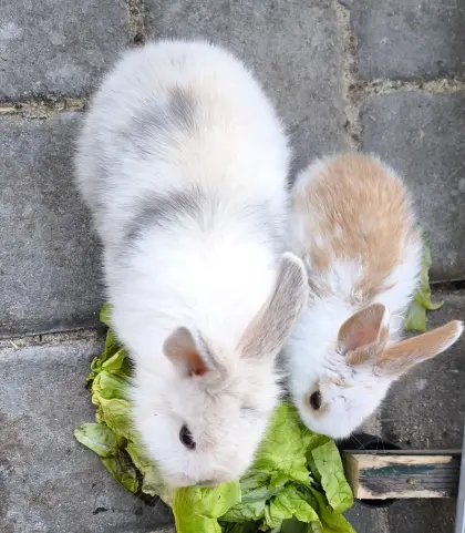 Kaninchen
