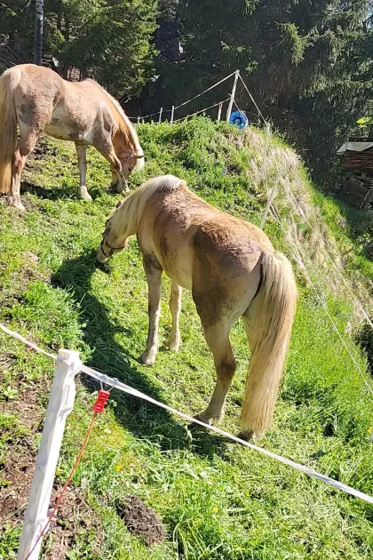 15-jährige Haflingerstute