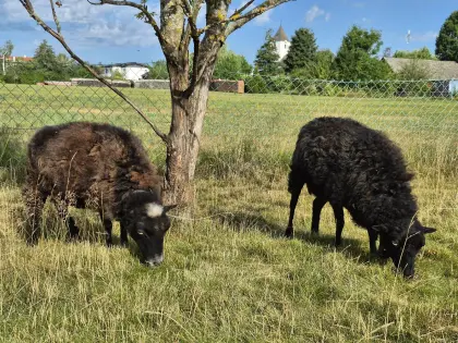 4 Zwergschafe, Ouessantschafe, Bretonisches Zwergschaf