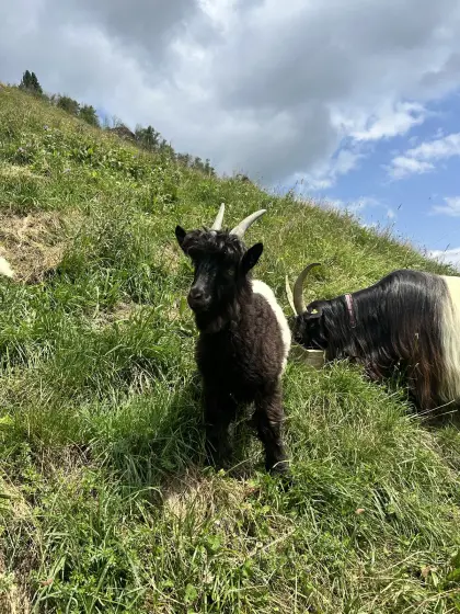 Walliser Ziegenbock