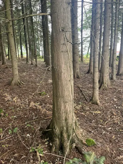 Thujenbäume für Deichseln optimal