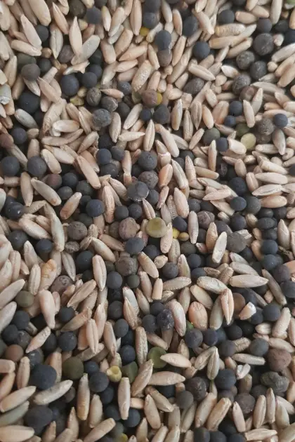 Bio Wickroggen