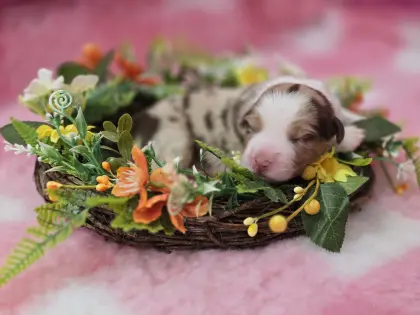 Australian Shepherd Welpen aus behördlich geprüfter Zucht