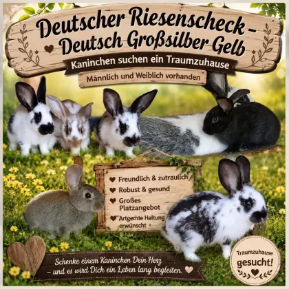 Deutscher Riesenscheck-Mix-Kaninchen