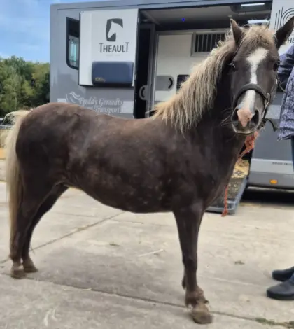 Pony zu verkaufen