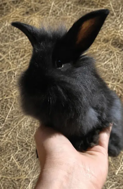 Zwergkaninchen