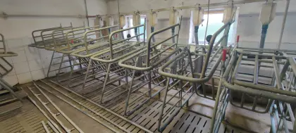 Aufstallung Zuchtschweine 2012