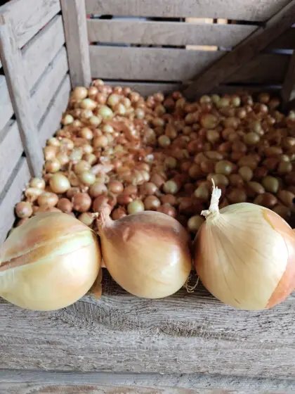 Verkaufe Zwiebeln gelb und rot