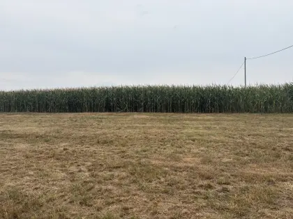 Mais (Pioneer P8271)