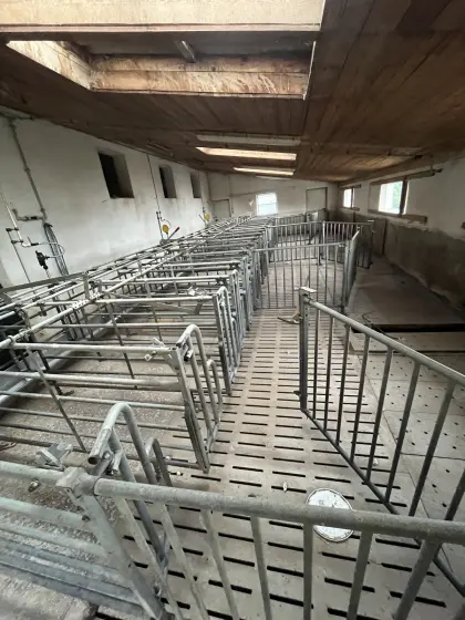 Schweineaufstallung