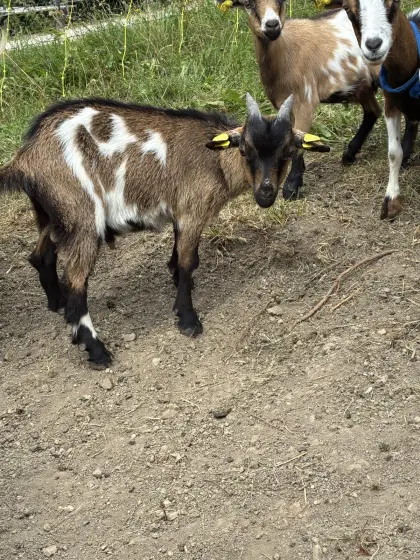 Zwergziegenbock