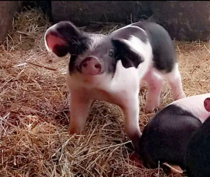 Ferkel Schwäbisch Duroc x Pietrain