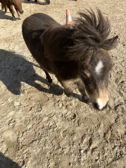 Shetlandpony, Minipony