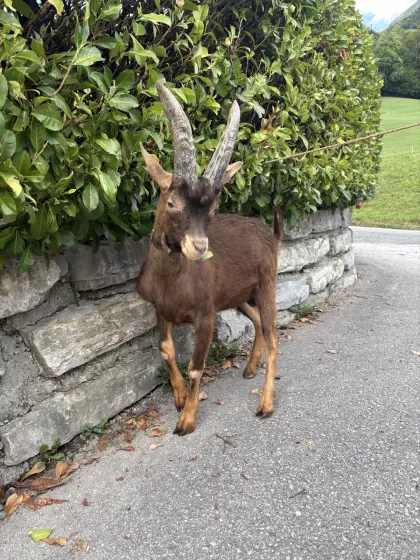 Verkaufe dieses Aosta-Bockkitz