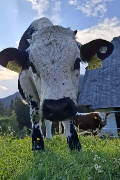 Pustertaler Sprinzen Kalbin