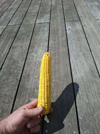 Körnermais