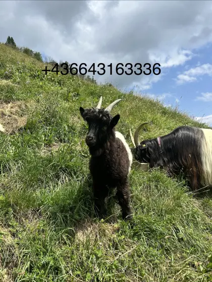 Walliser Ziegenbock