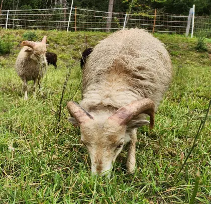 Quessant, Ouessant, bretonisches Zwergschaf Widder