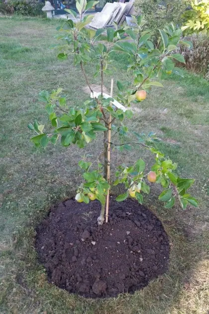 Obstbäume und Beeren