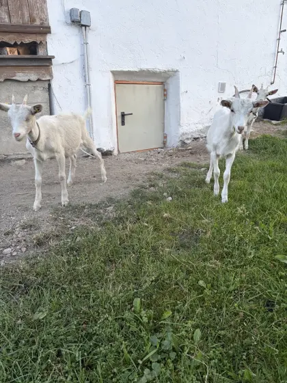 Saanenziegen