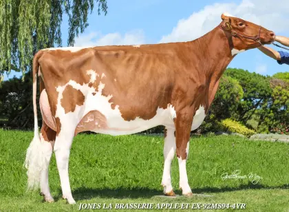 Suche Exterieur-starke HF- oder Fleckvieh-Kuh, 2. Kalb