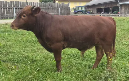 Dexter-Bullenkalb