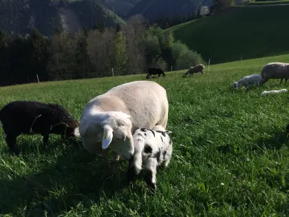 BIO Krainer Steinschafe Zuchttiere, Mutterschafe abzugeben