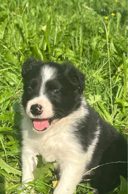 Border Collie Welpen