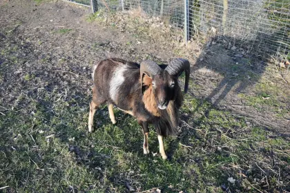 Zuchtbock mit Mufflon-Anteil