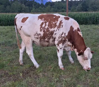 Red Holstein Kalbin
