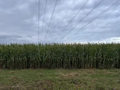 Verkaufe Silomais ab Feld
