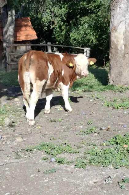 Einsteller