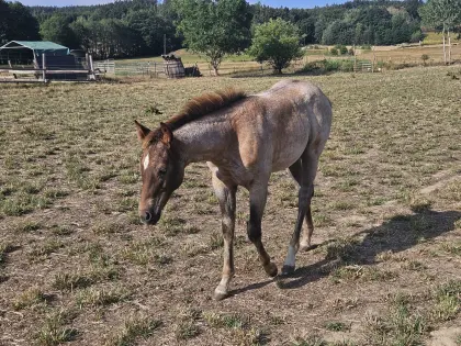 American Quarter Horse Stutfohlen