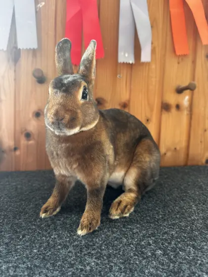 Zwergkaninchen, Zwerg Rex