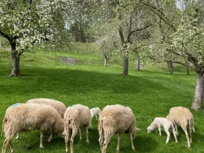 Ostfriesische Milchschafe, zertifizierter Zuchtbetrieb