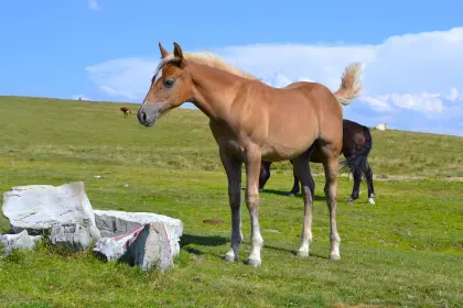Quarter Pony Hengstfohlen