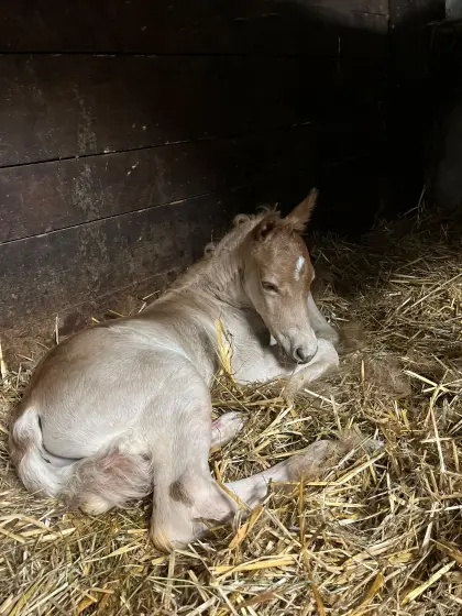 Haflinger Hengstfohlen