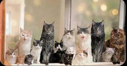 Maine-Coon-Jungs