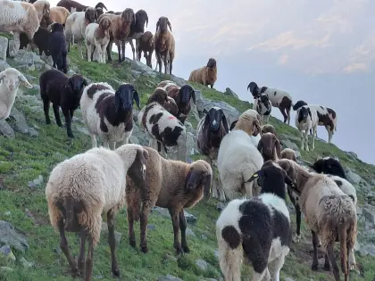 Gescheckte Bergschafe