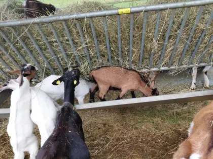 Zwergziegenböckchen suchen ein Zuhause
