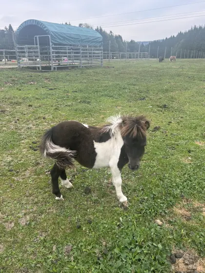 Pony, Minishetty, Shetty