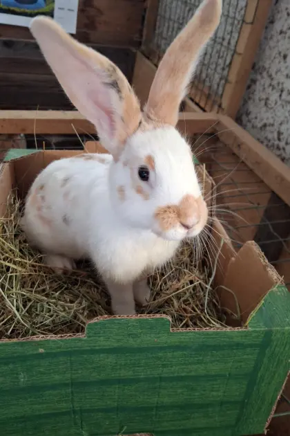 Hasenweibchen