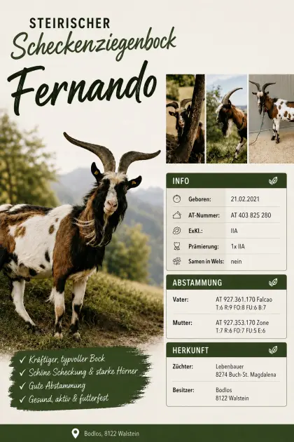 Steirischer Scheckenziegenbock Fernando