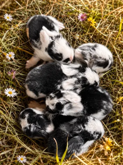 Mini Lop, Zwergwidder