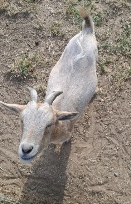 Zwergziegenbock