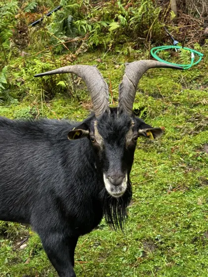 Pinzgauer Strahlenziegenbock