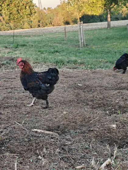 Marans-Junghähne zu verkaufen